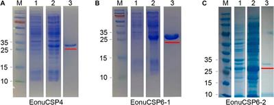 Involvement of three chemosensory proteins in perception of host plant volatiles in the tea green leafhopper, Empoasca onukii